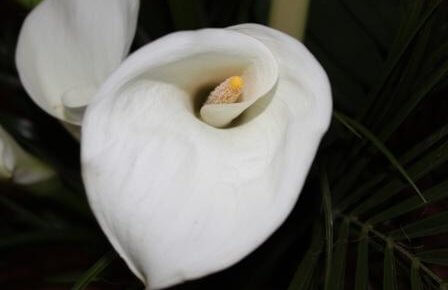 Easter Mass Times 2026