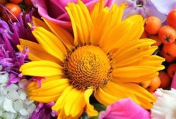 Little Flowers, Little Women
